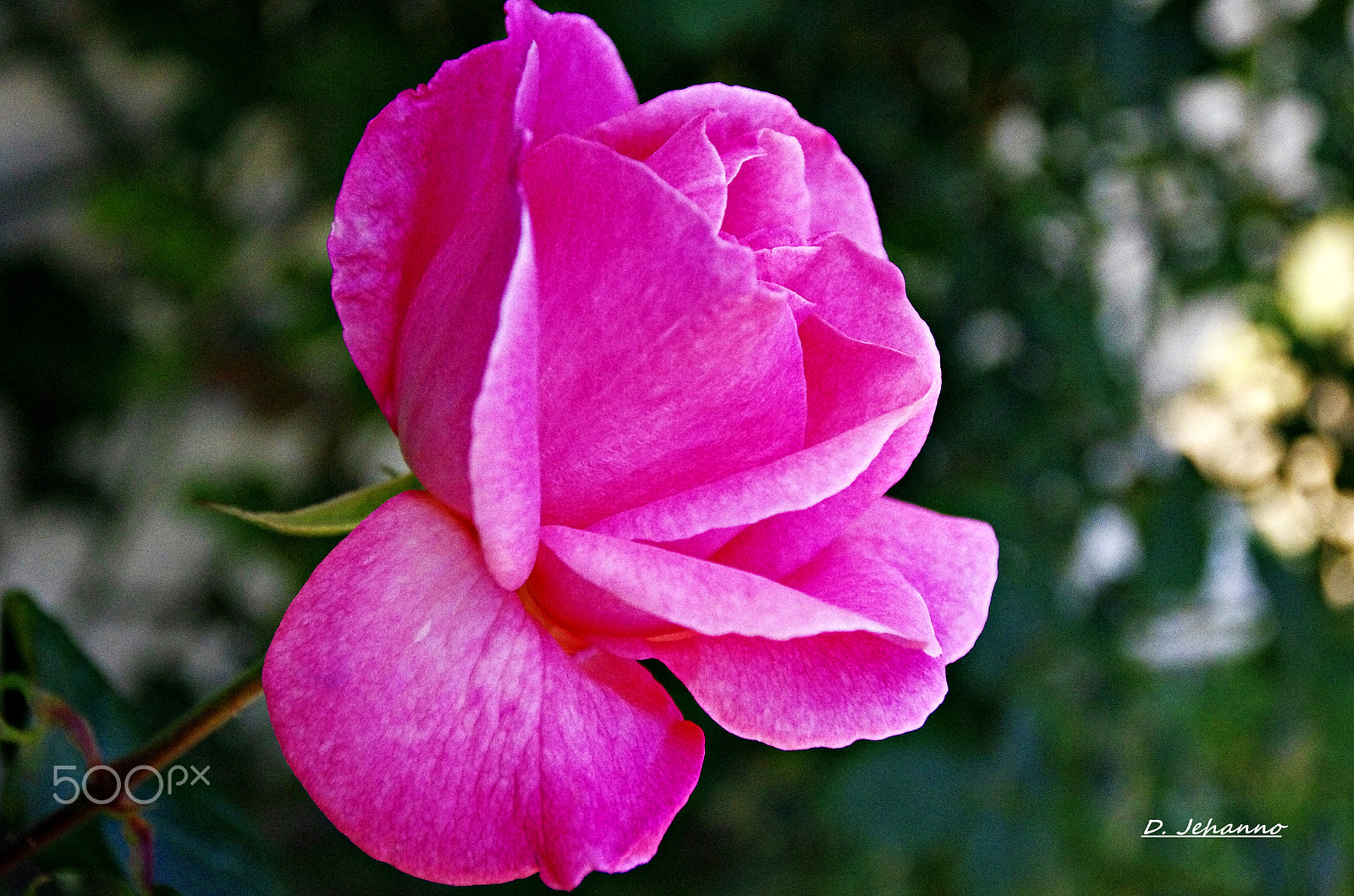 Pentax K-5 sample photo. The time of a rose... !! photography