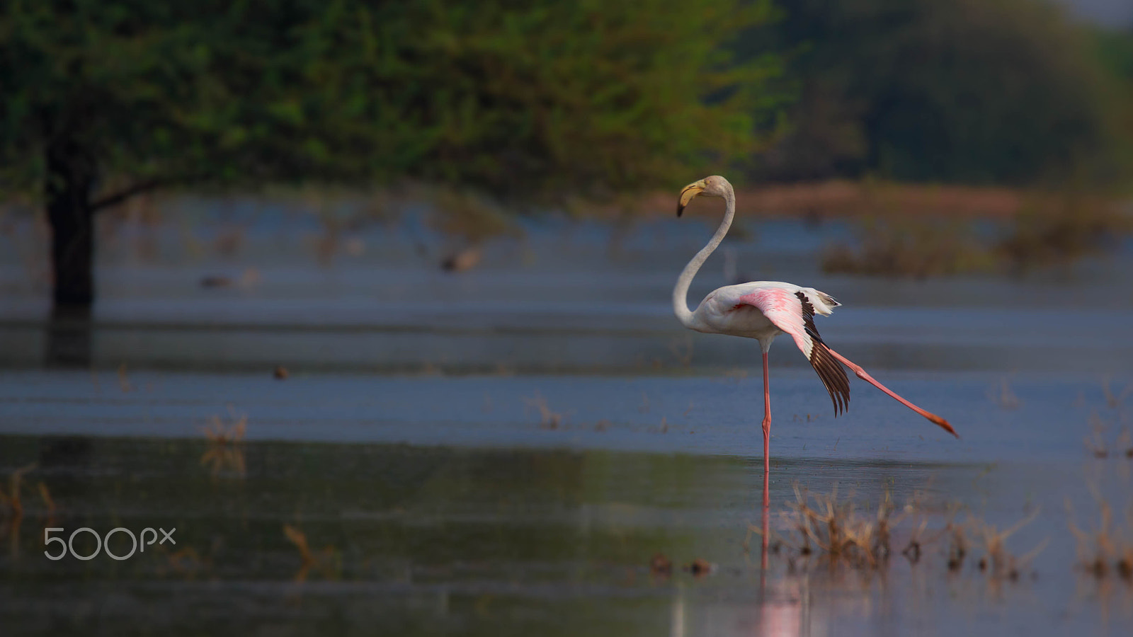 Sigma 150-600mm F5-6.3 DG OS HSM | C sample photo. Greater flamingo photography