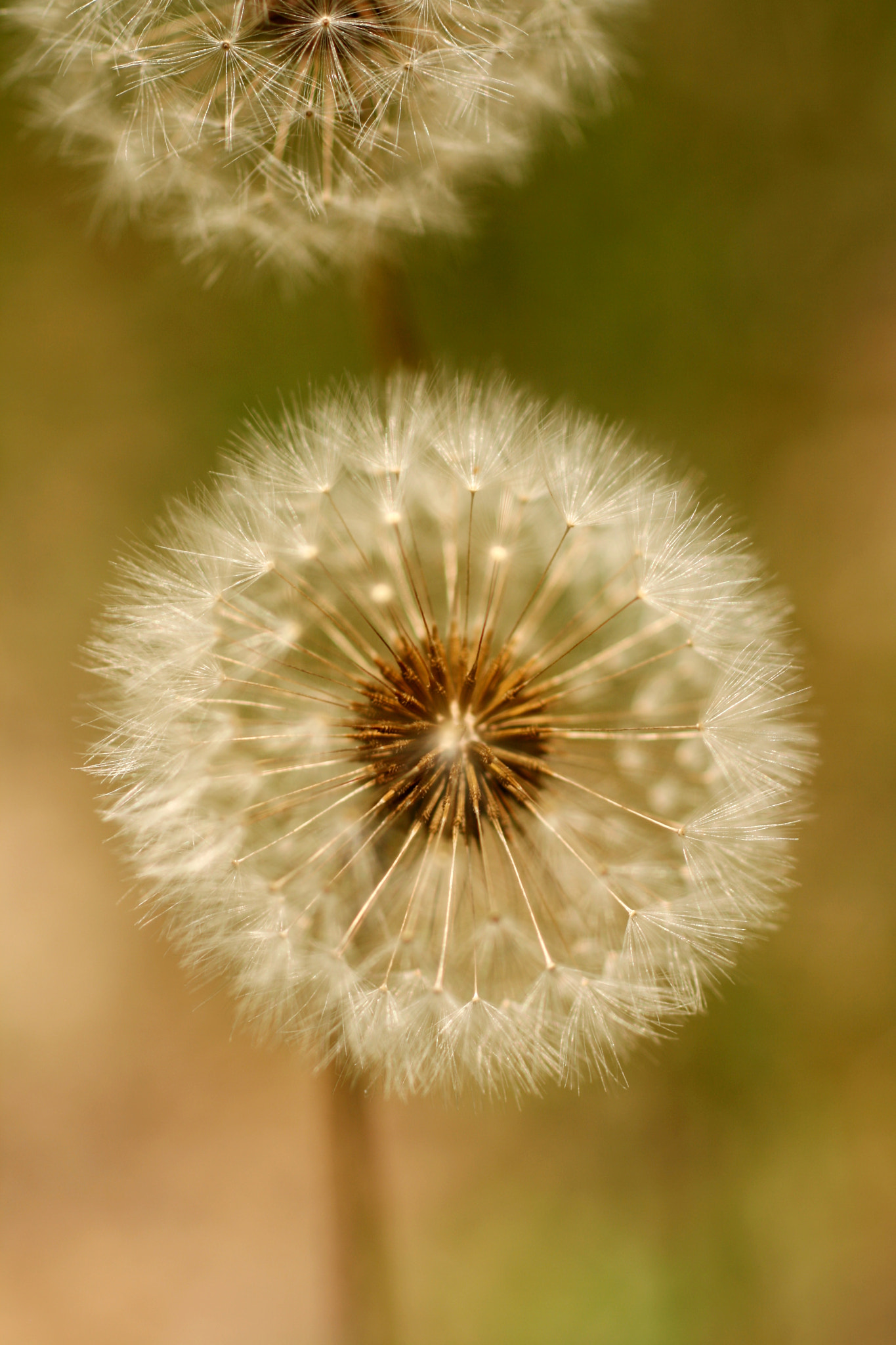 Canon EOS 400D (EOS Digital Rebel XTi / EOS Kiss Digital X) sample photo. Dandelion photography