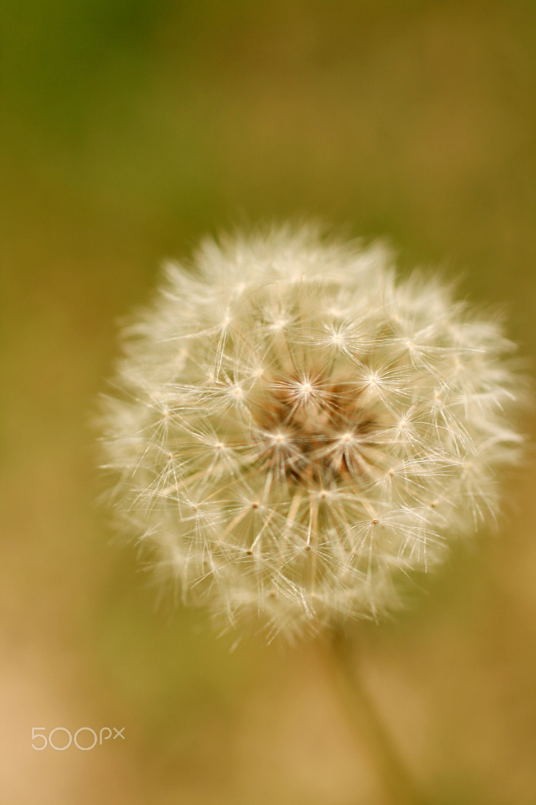 Canon EOS 400D (EOS Digital Rebel XTi / EOS Kiss Digital X) sample photo. Dandelion photography