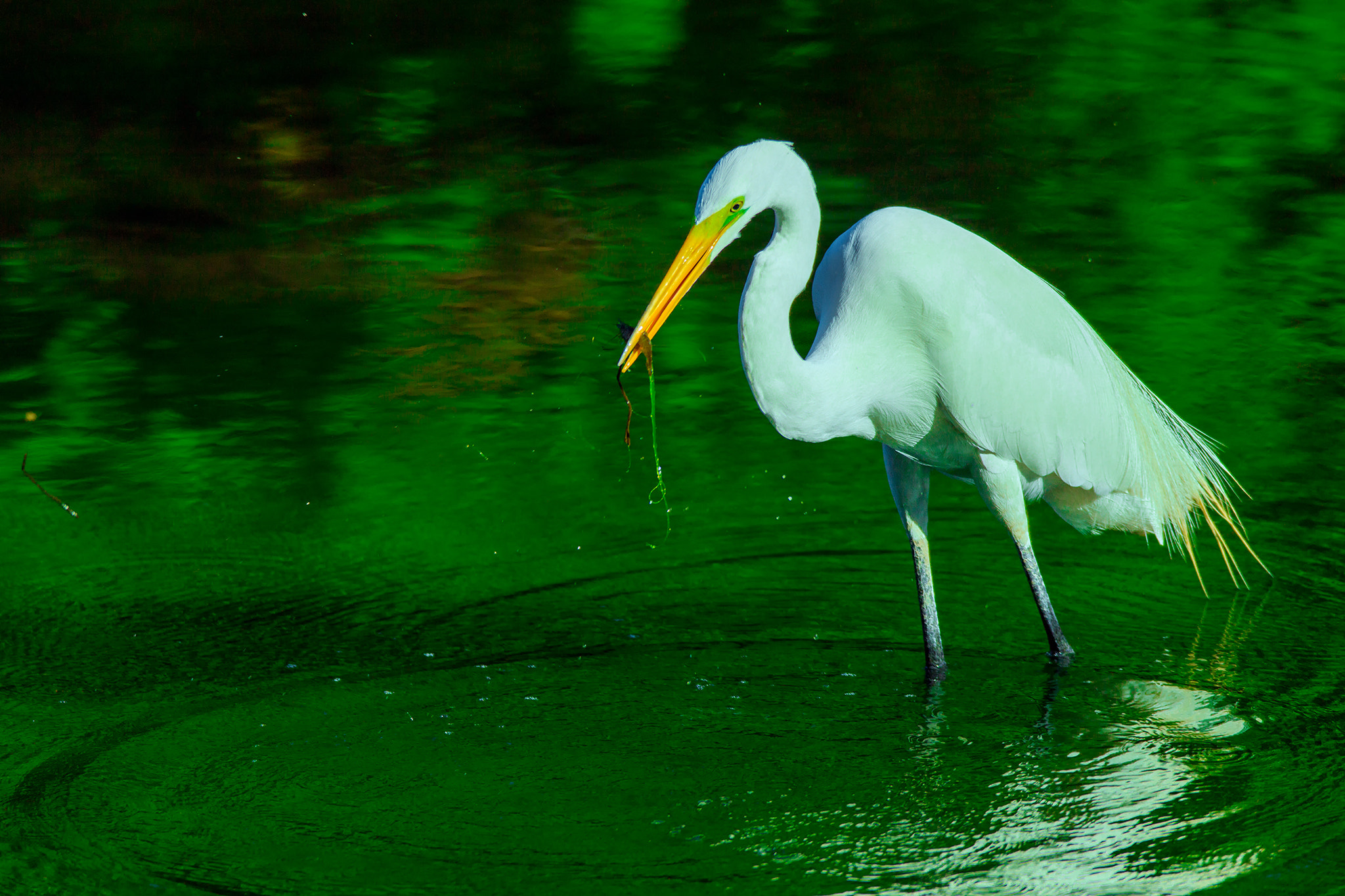 Canon EF 600mm f/4L IS sample photo. Silberreiher photography