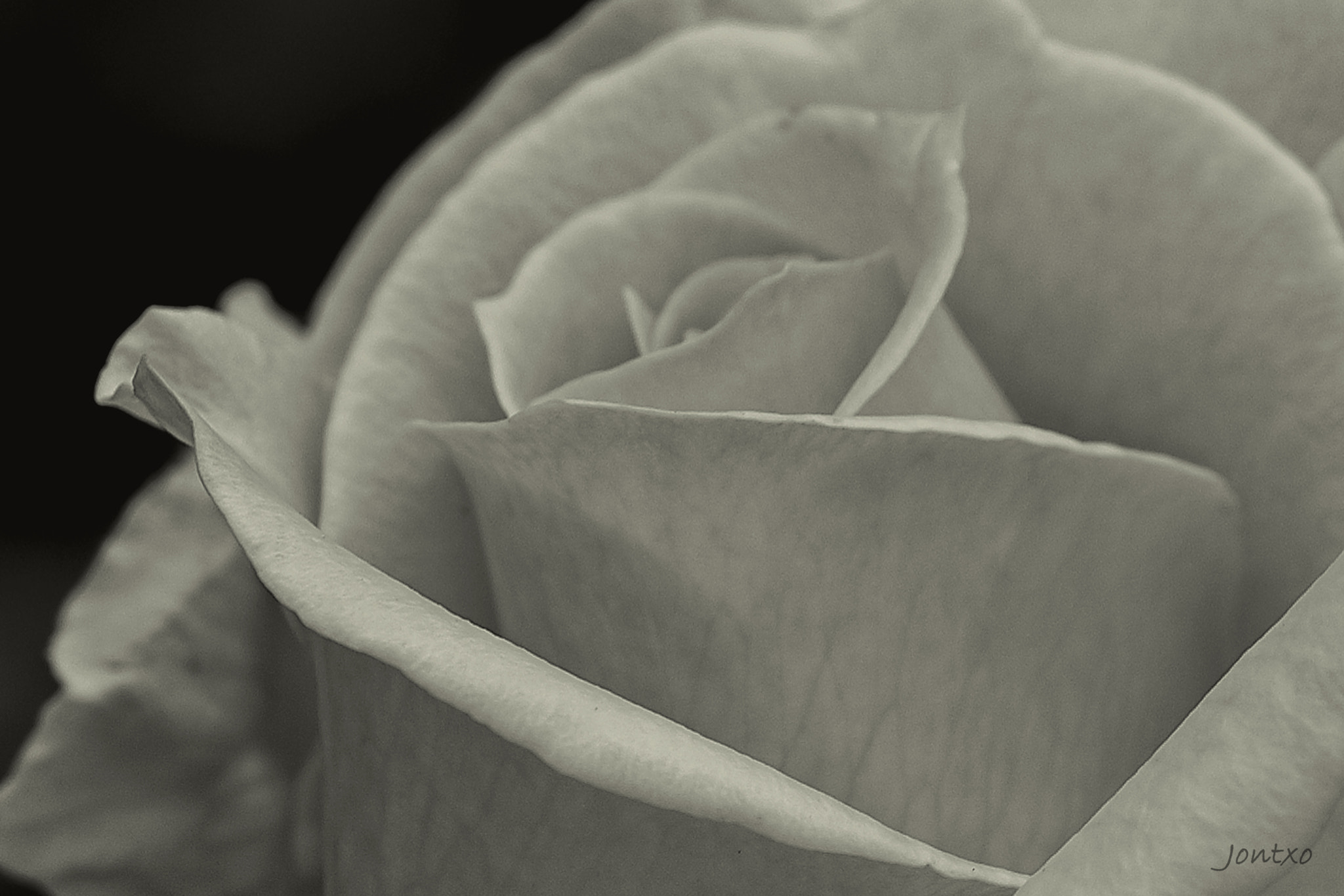 Nikon D300 + AF Micro-Nikkor 105mm f/2.8 sample photo. Roses again 1 photography