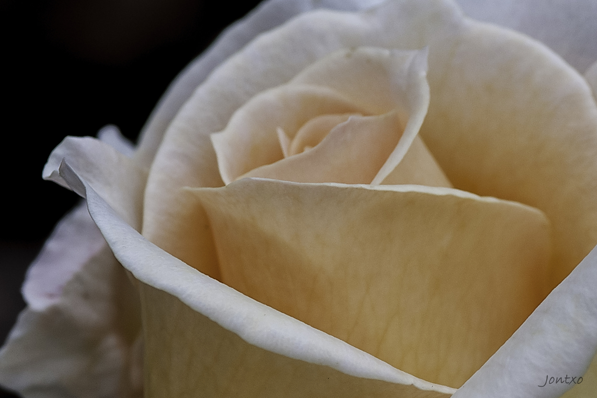 AF Micro-Nikkor 105mm f/2.8 sample photo. Rose 2 photography