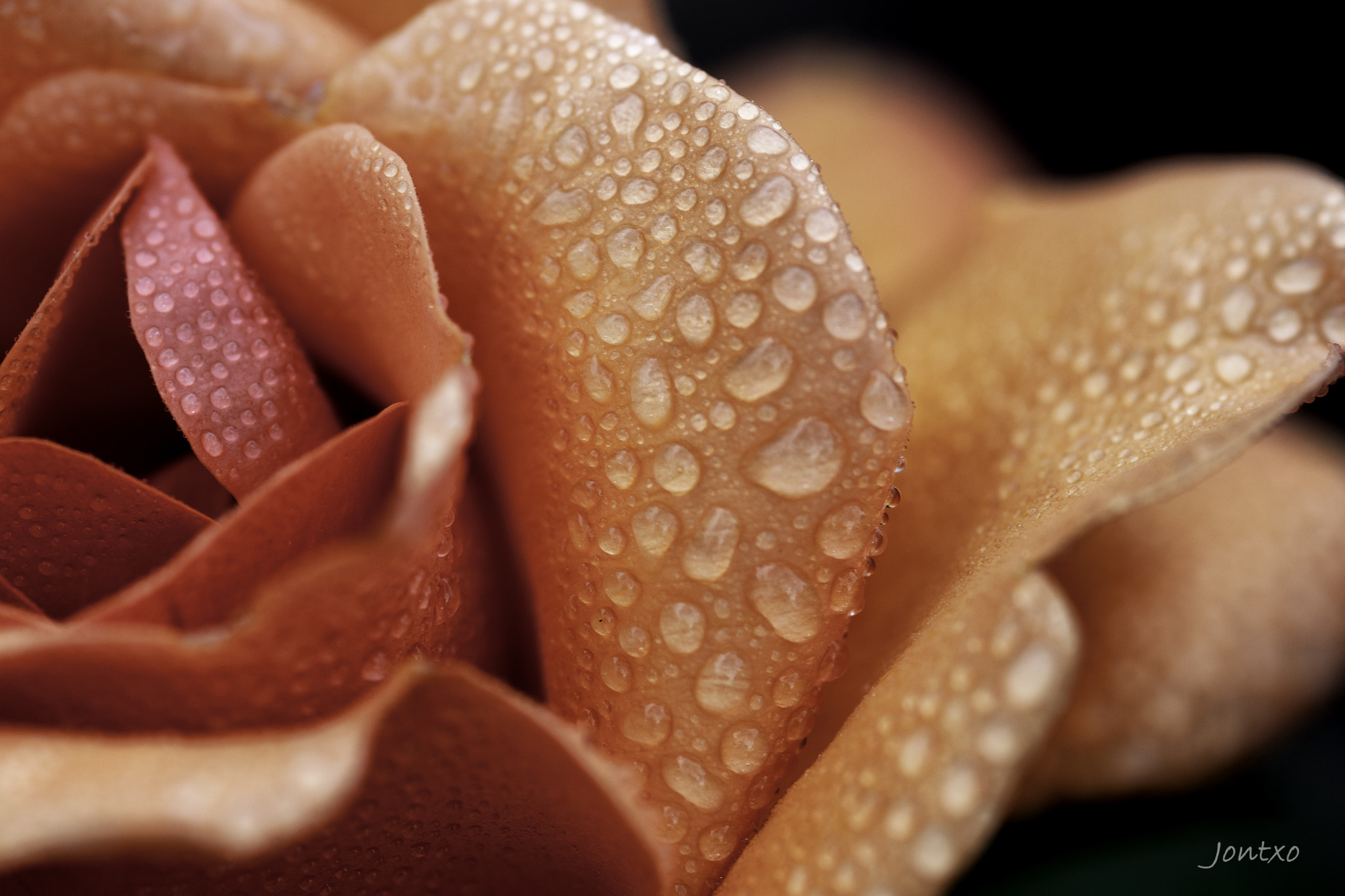 AF Micro-Nikkor 105mm f/2.8 sample photo. Rose 4 photography