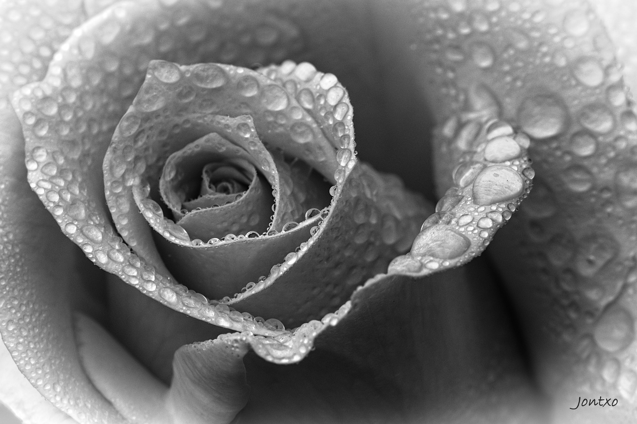 AF Micro-Nikkor 105mm f/2.8 sample photo. Rose 4 photography
