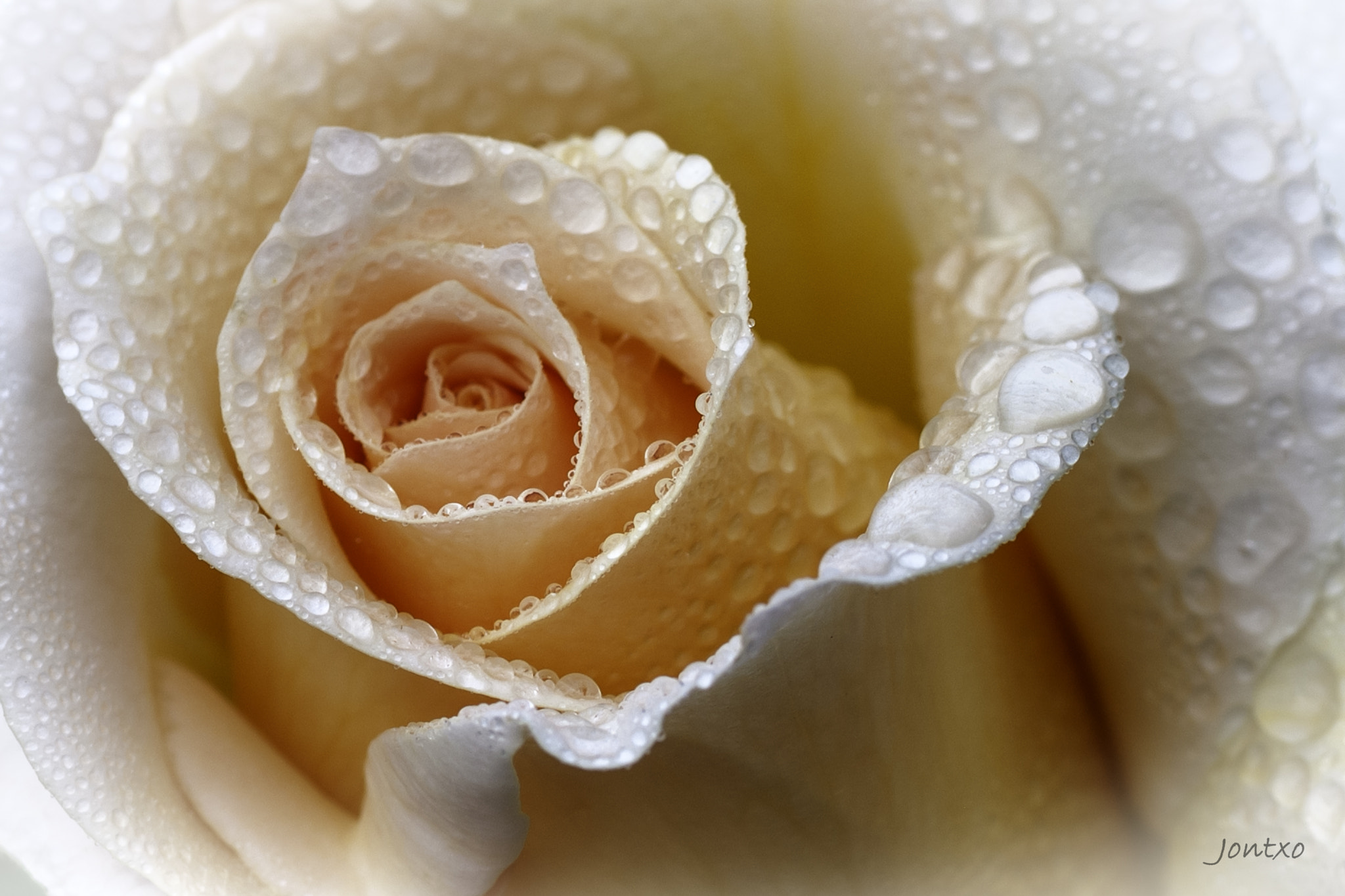 Nikon D300 + AF Micro-Nikkor 105mm f/2.8 sample photo. Rose 5 photography