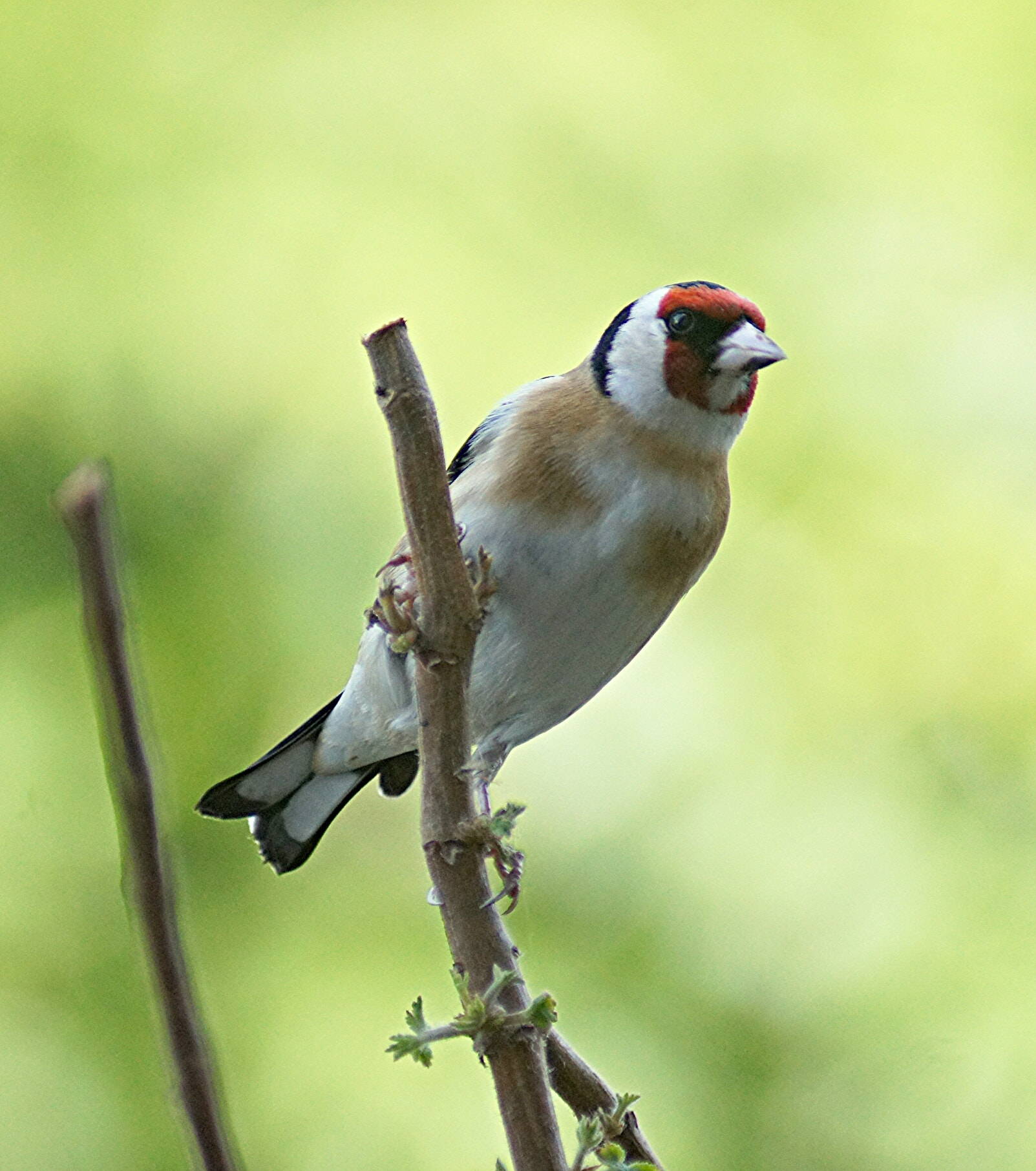 Sony 75-300mm F4.5-5.6 sample photo. Garden bird  photography