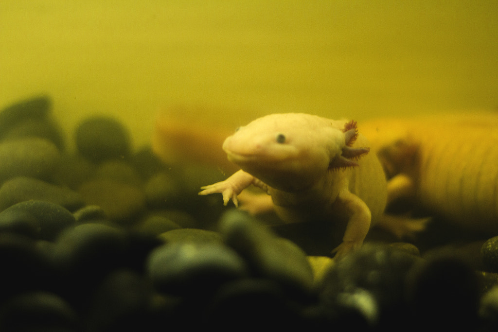 Axolotl Axolotl Lifespan: How Long Do Axolotls Live For