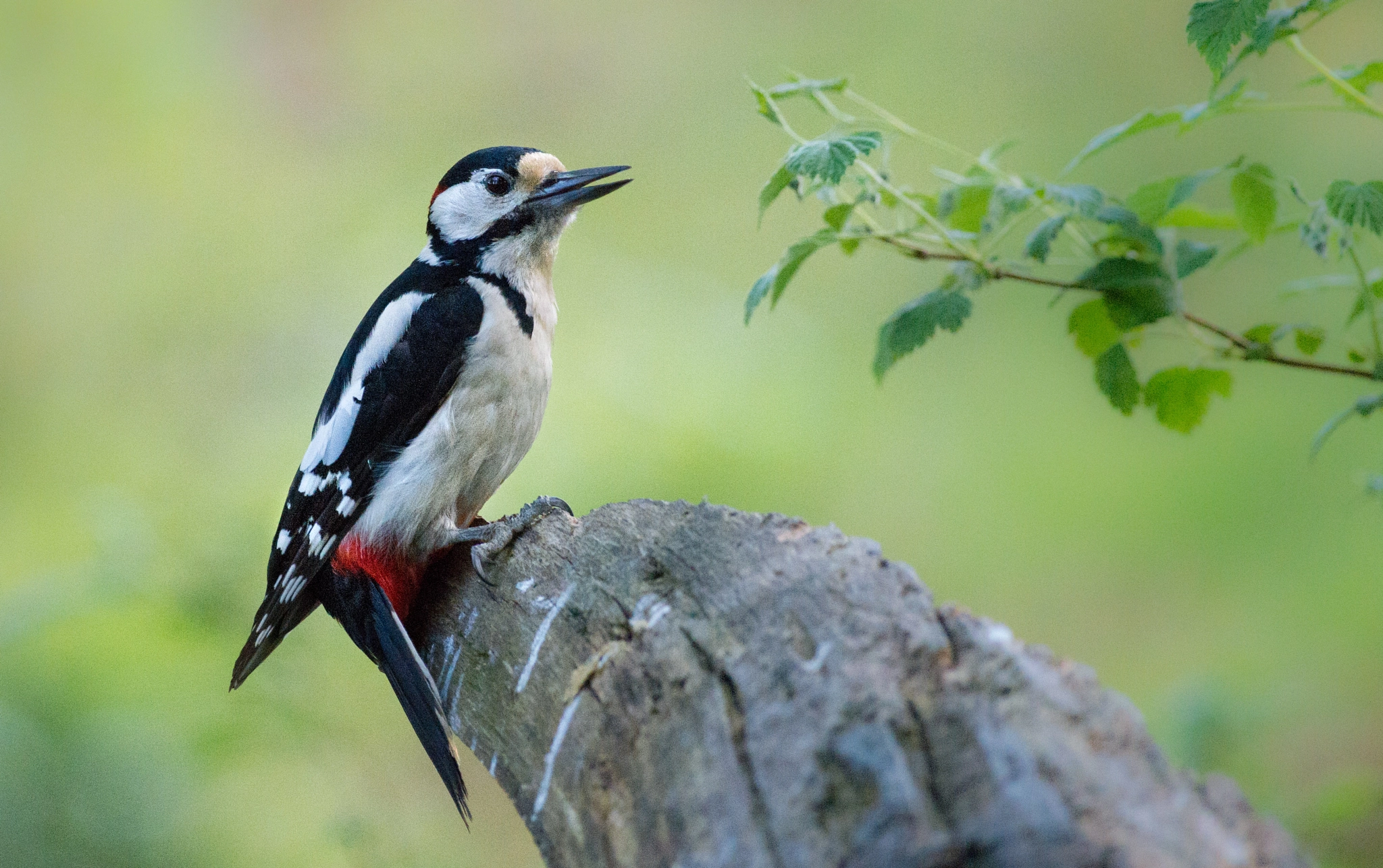 Pentax K-5 IIs sample photo. Great spotted woodpecker photography