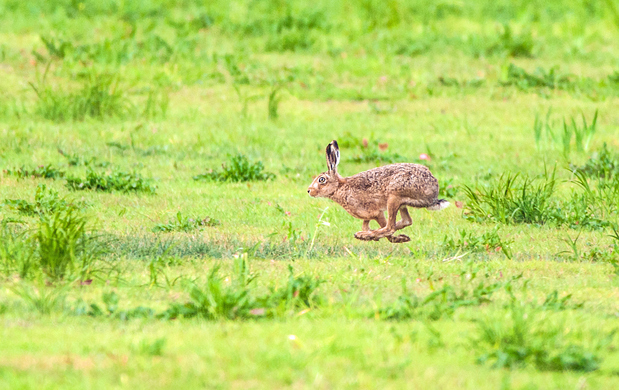 Sony Alpha DSLR-A700 + Minolta AF 400mm F4.5 HS-APO G sample photo. The need for speed photography