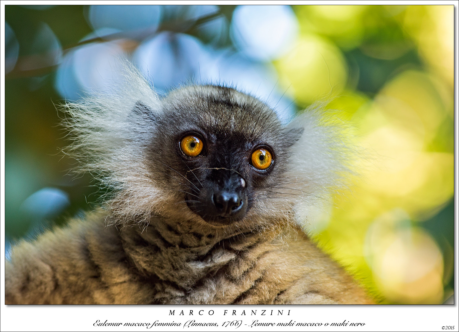 Canon EOS-1D X + Canon EF 300mm F4L IS USM sample photo. A nice small muzzle....... photography