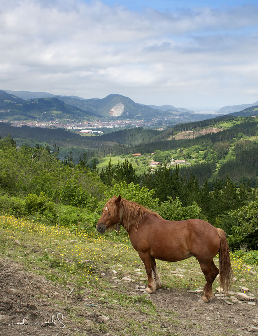 Canon EOS-1Ds Mark III + Canon EF 24mm F2.8 sample photo. Entrada de la ria desde mendata, urdaibai. photography