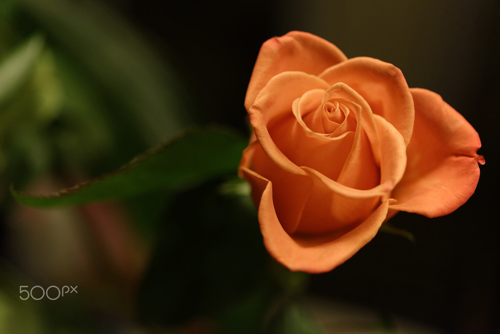 Nikon AF-S Micro-Nikkor 60mm F2.8G ED sample photo. Original size photography