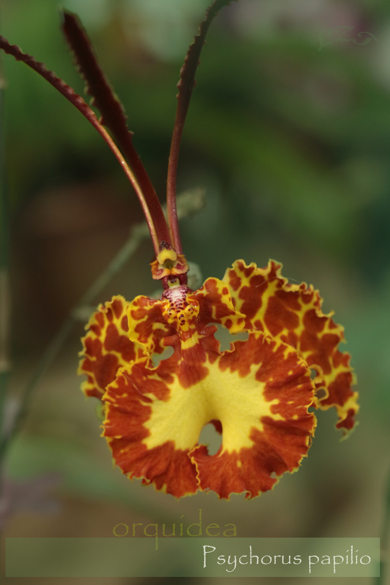 Canon EF-S 60mm F2.8 Macro USM sample photo. Mariposa photography