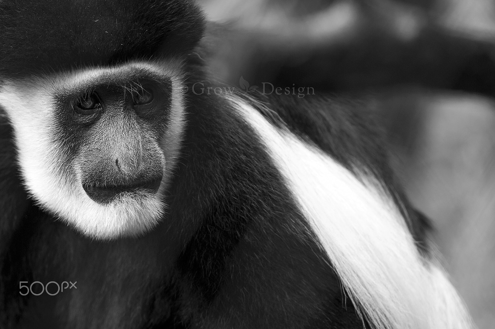 Canon EF 100-400mm F4.5-5.6L IS II USM sample photo. Colobus monkey photography