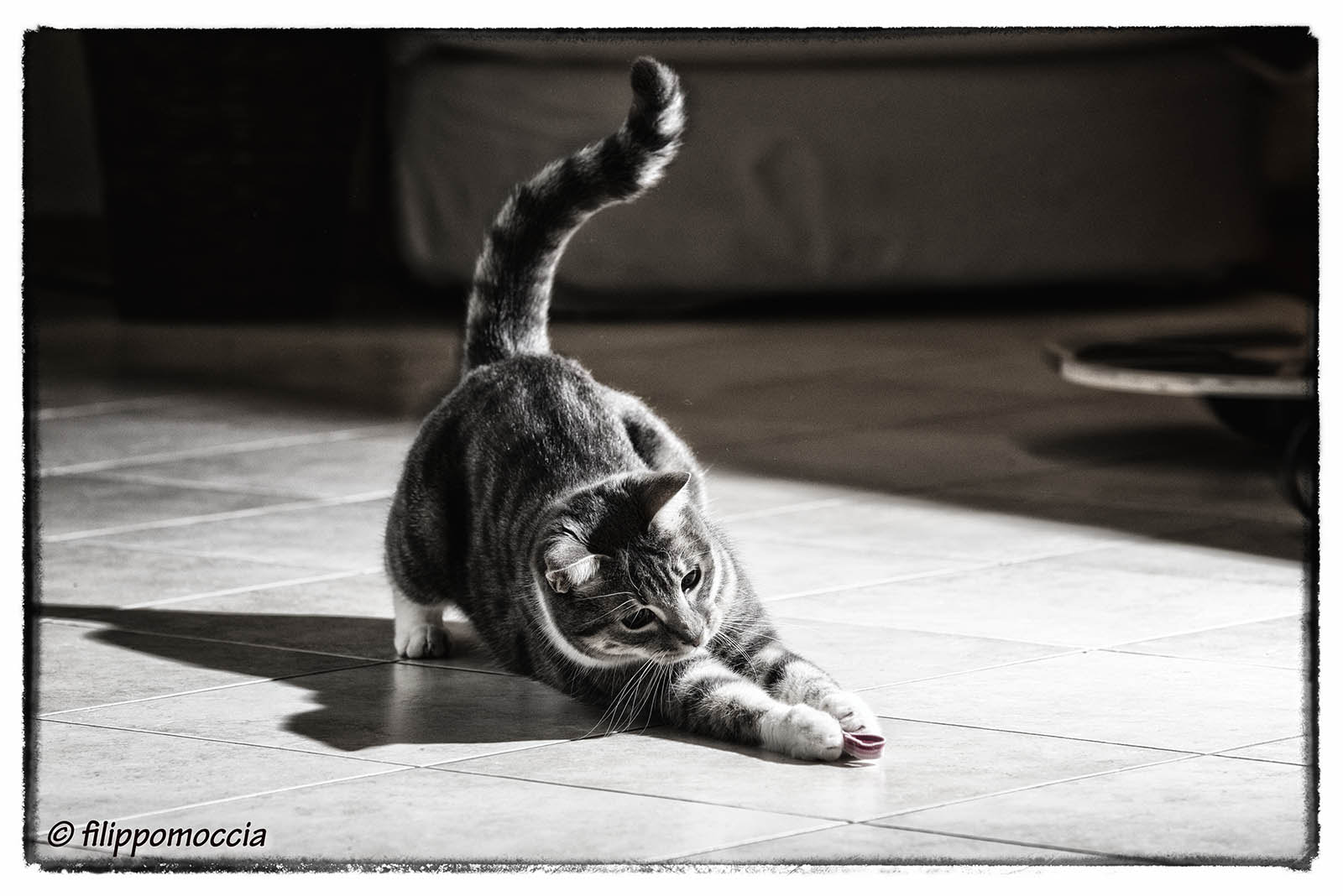 AF-S Zoom-Nikkor 80-200mm f/2.8D IF-ED sample photo. Black & white cat photography