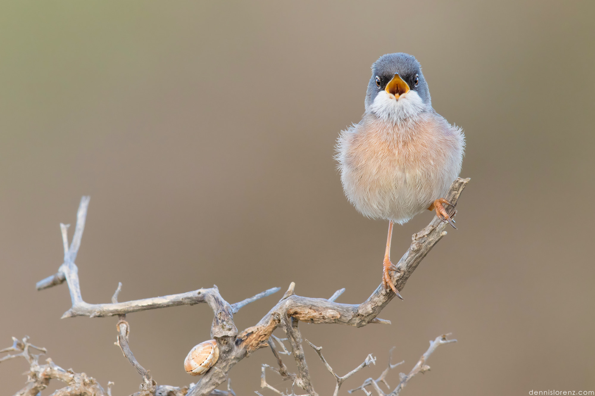 Canon EF 600mm F4L IS II USM sample photo. Spectacled warbler | brillengrasmücke photography