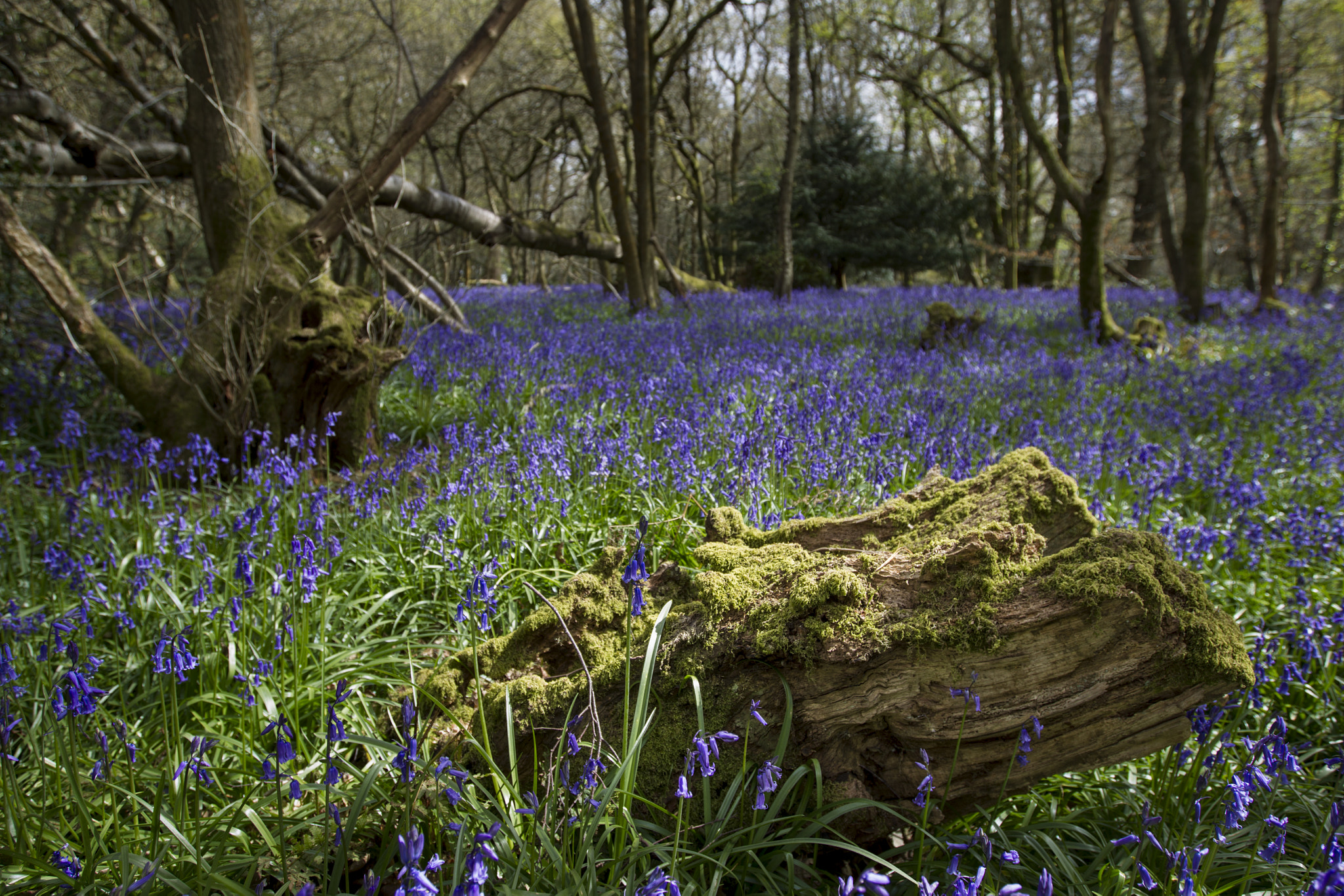 Canon EOS-1D Mark IV sample photo. Mossy log photography
