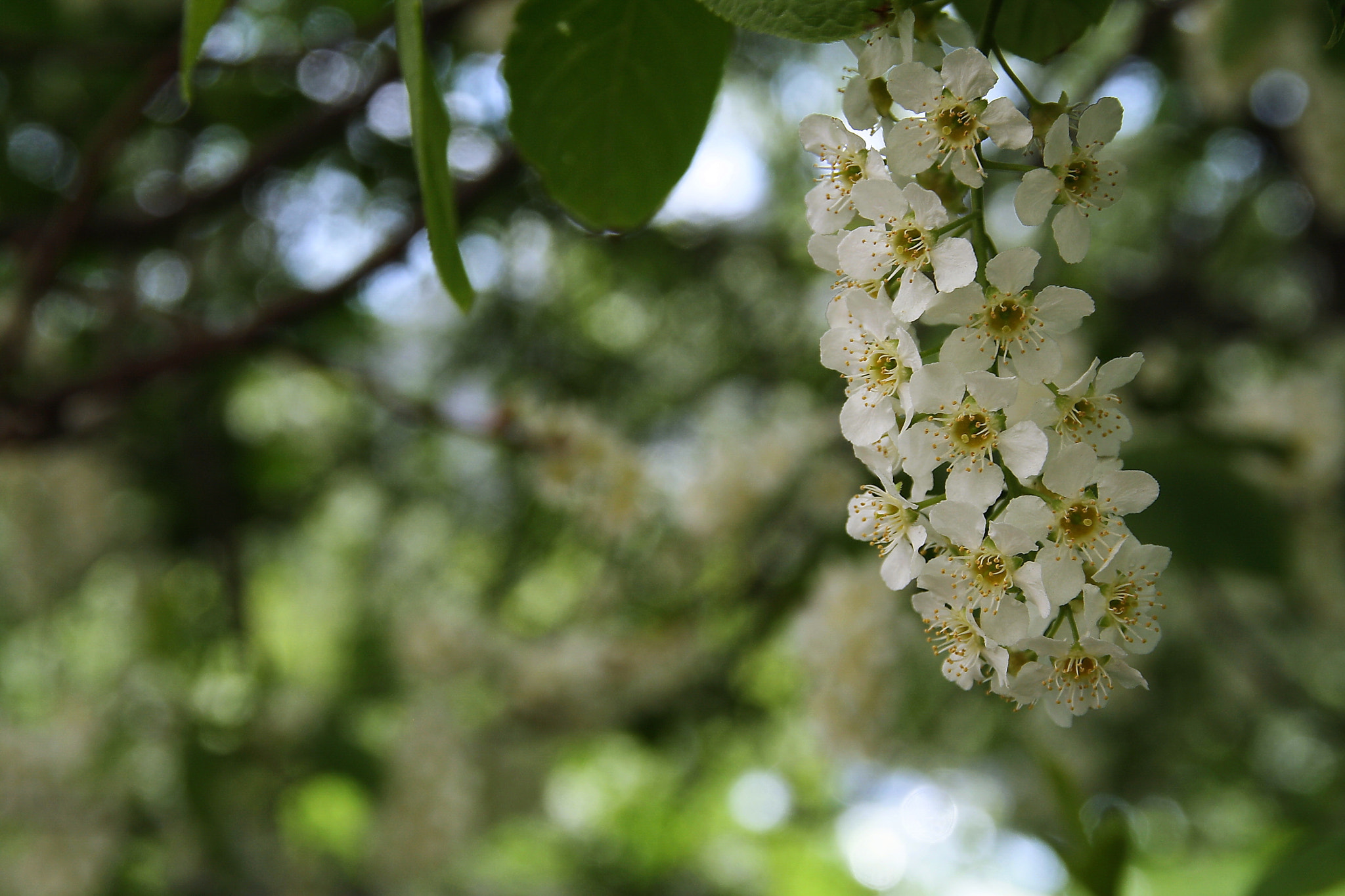 Sigma 18-125mm F3.8-5.6 DC OS HSM sample photo. Birdcherry blossoms photography