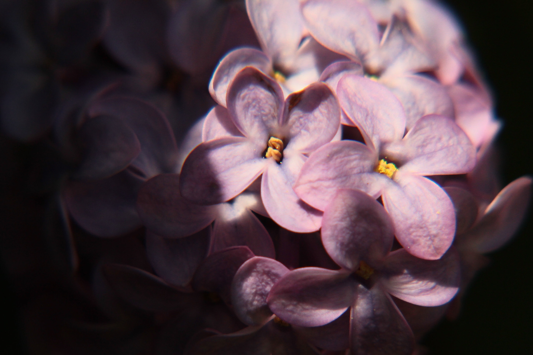 Canon EF-S 55-250mm F4-5.6 IS II sample photo. Lilac iii photography