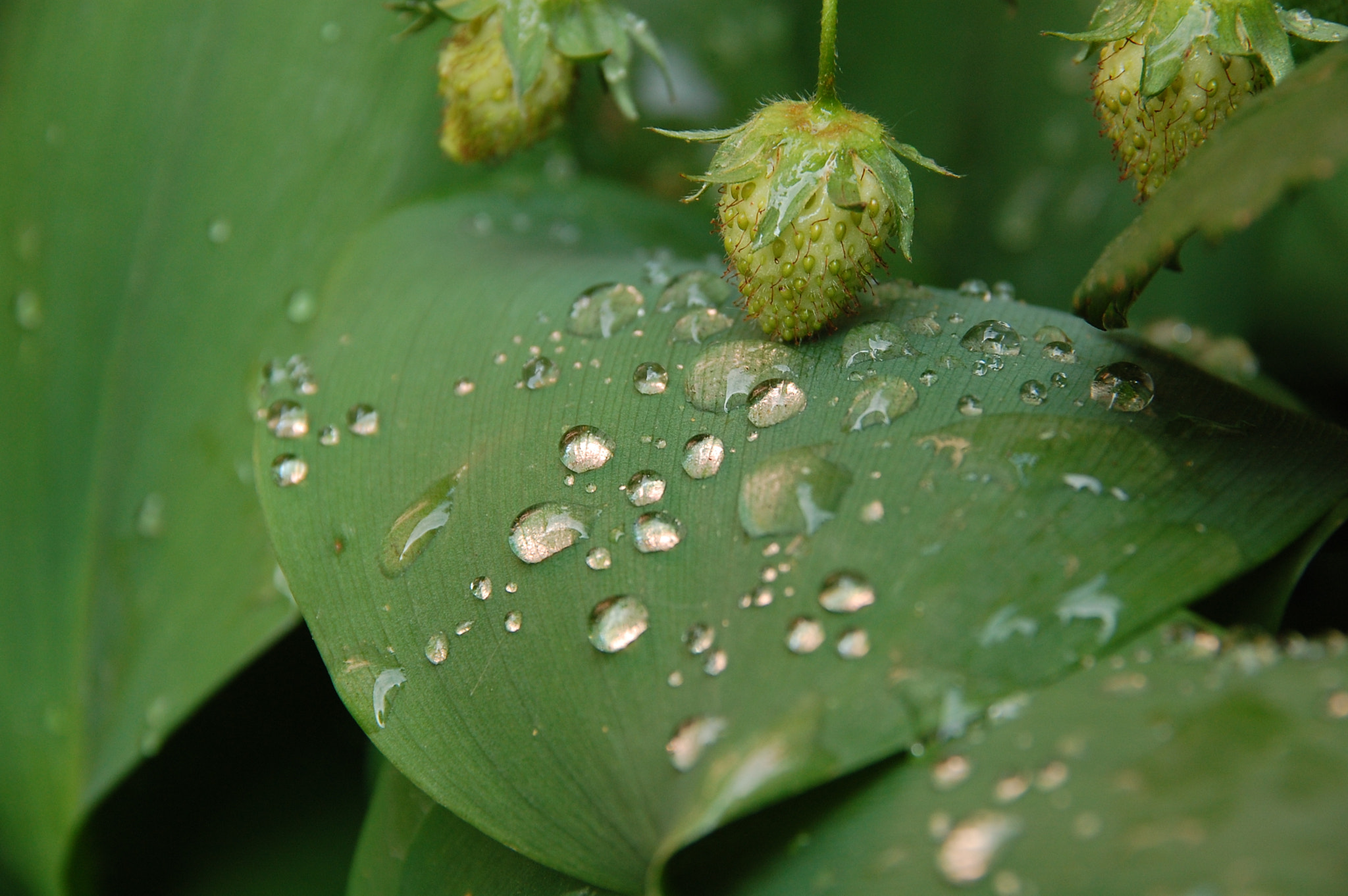 Nikon D40 + Sigma 18-200mm F3.5-6.3 DC sample photo. Rainy spring photography