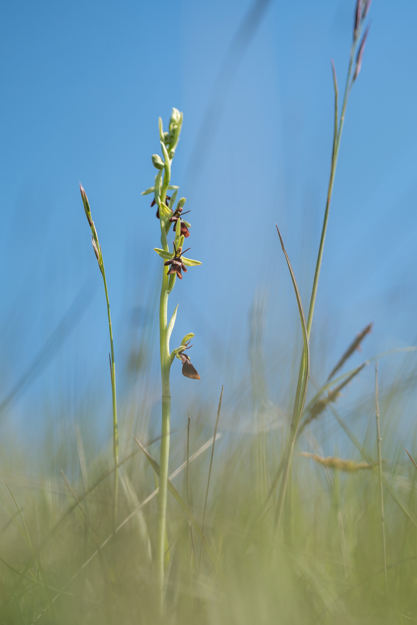 Sony a7R II + Canon EF 100mm F2.8L Macro IS USM sample photo. Fly orchid photography