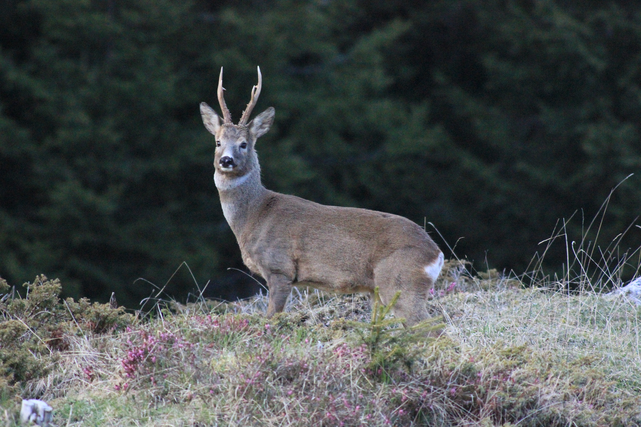 Canon EF 400mm F5.6L USM sample photo. Capriolo photography