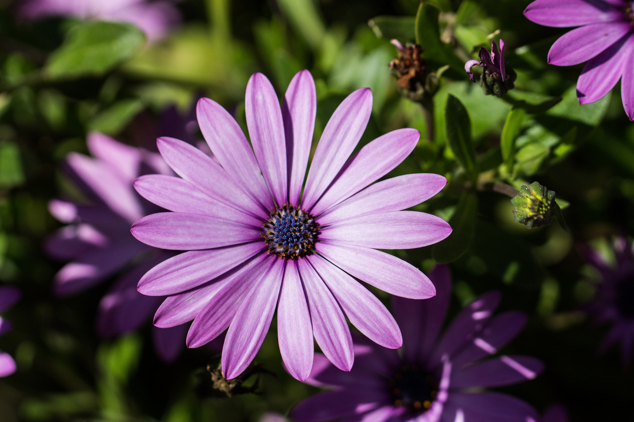 Canon EOS 100D (EOS Rebel SL1 / EOS Kiss X7) + Canon EF 100mm F2.8L Macro IS USM sample photo. Osteospermum 2 photography