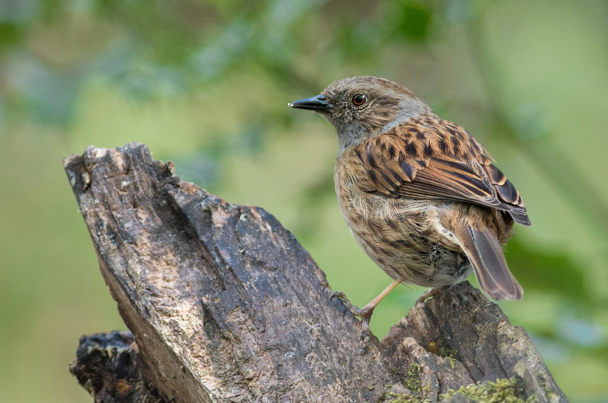 Pentax smc DA* 300mm F4.0 ED (IF) SDM sample photo. Dunnock/heckenbraunelle/mus photography