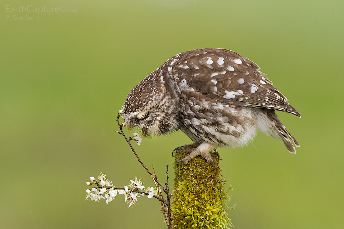 Canon EF 300mm F2.8L IS USM sample photo. Little owl photography