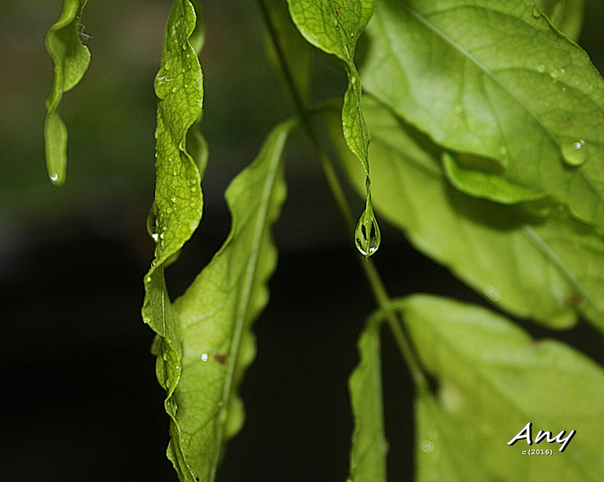 Canon EF-S 18-55mm F3.5-5.6 sample photo. Esett photography