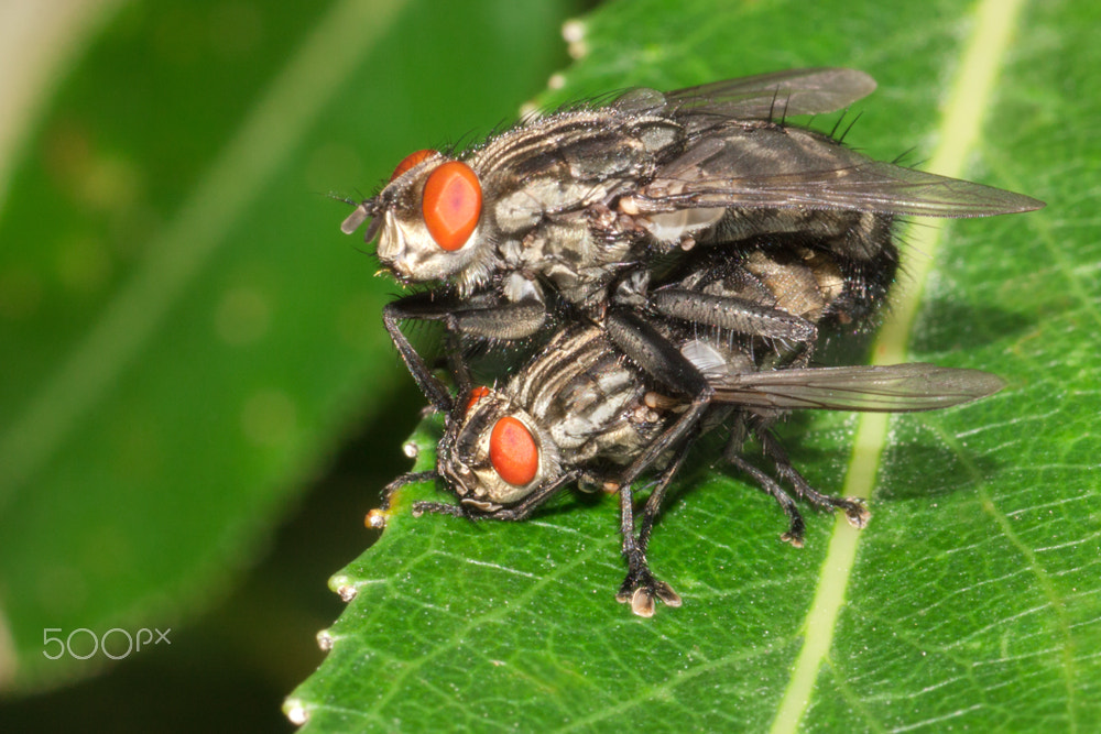 Canon EOS 40D + Tamron SP AF 90mm F2.8 Di Macro sample photo. Сладкая парочка photography