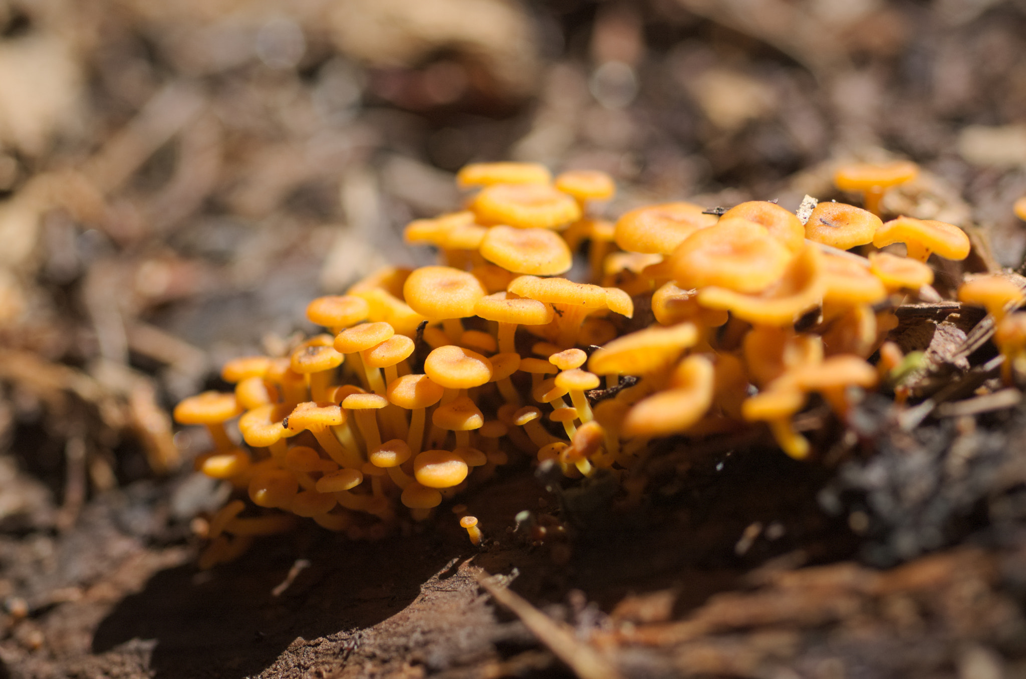 Nikon D70 + Nikon AF Micro-Nikkor 60mm F2.8D sample photo. Little orange mushrooms photography