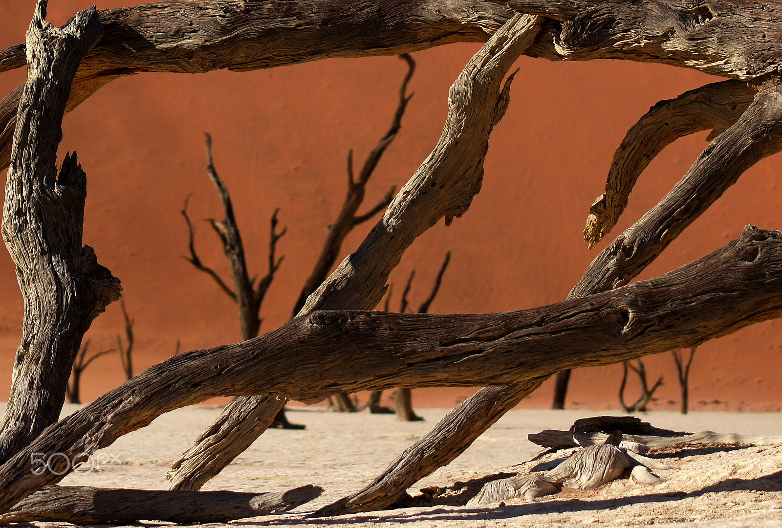 Sony 75-300mm F4.5-5.6 sample photo. The trees of sousouavlei photography