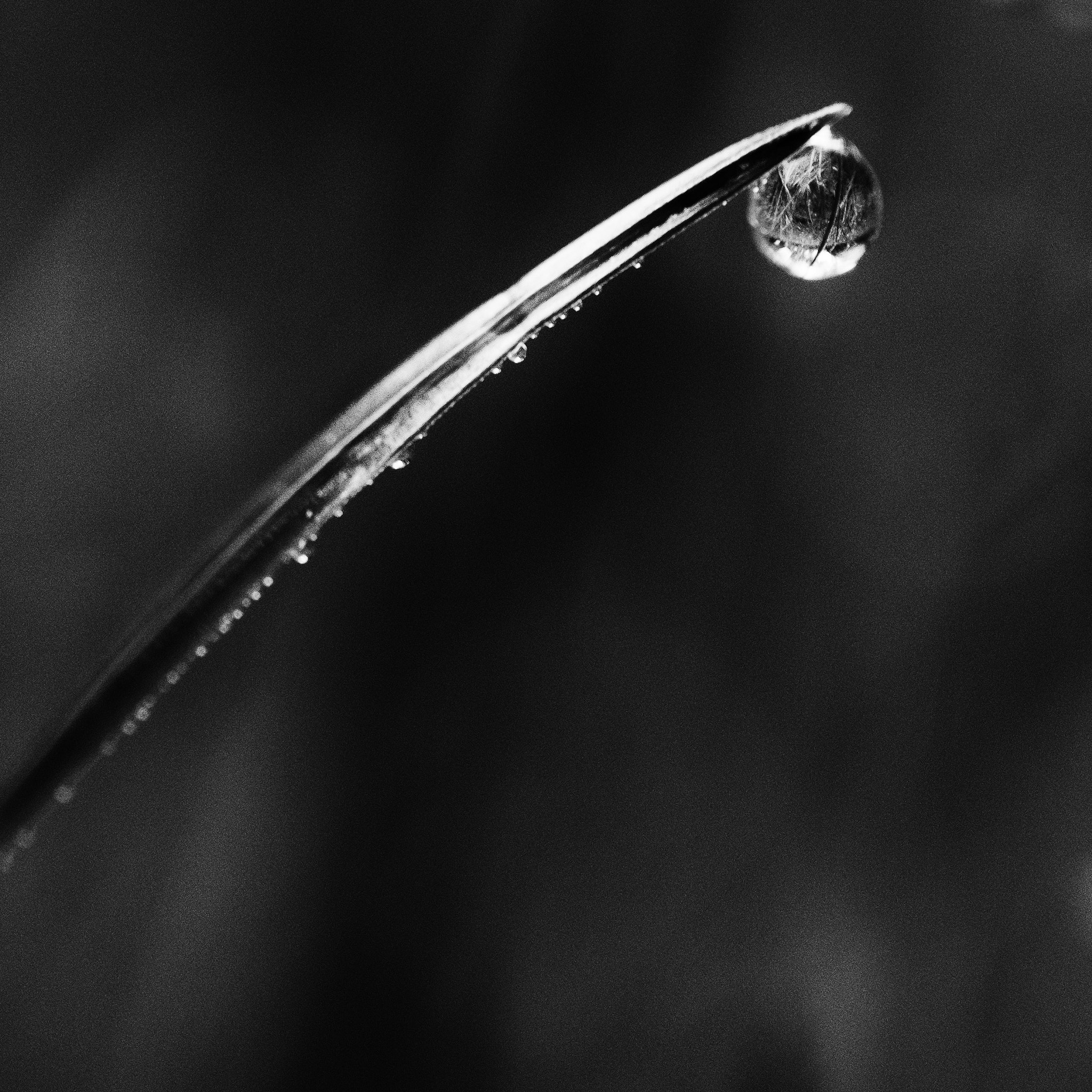 Fujifilm X-Pro2 + Fujifilm XF 60mm F2.4 R Macro sample photo. Hanging on to the tip photography