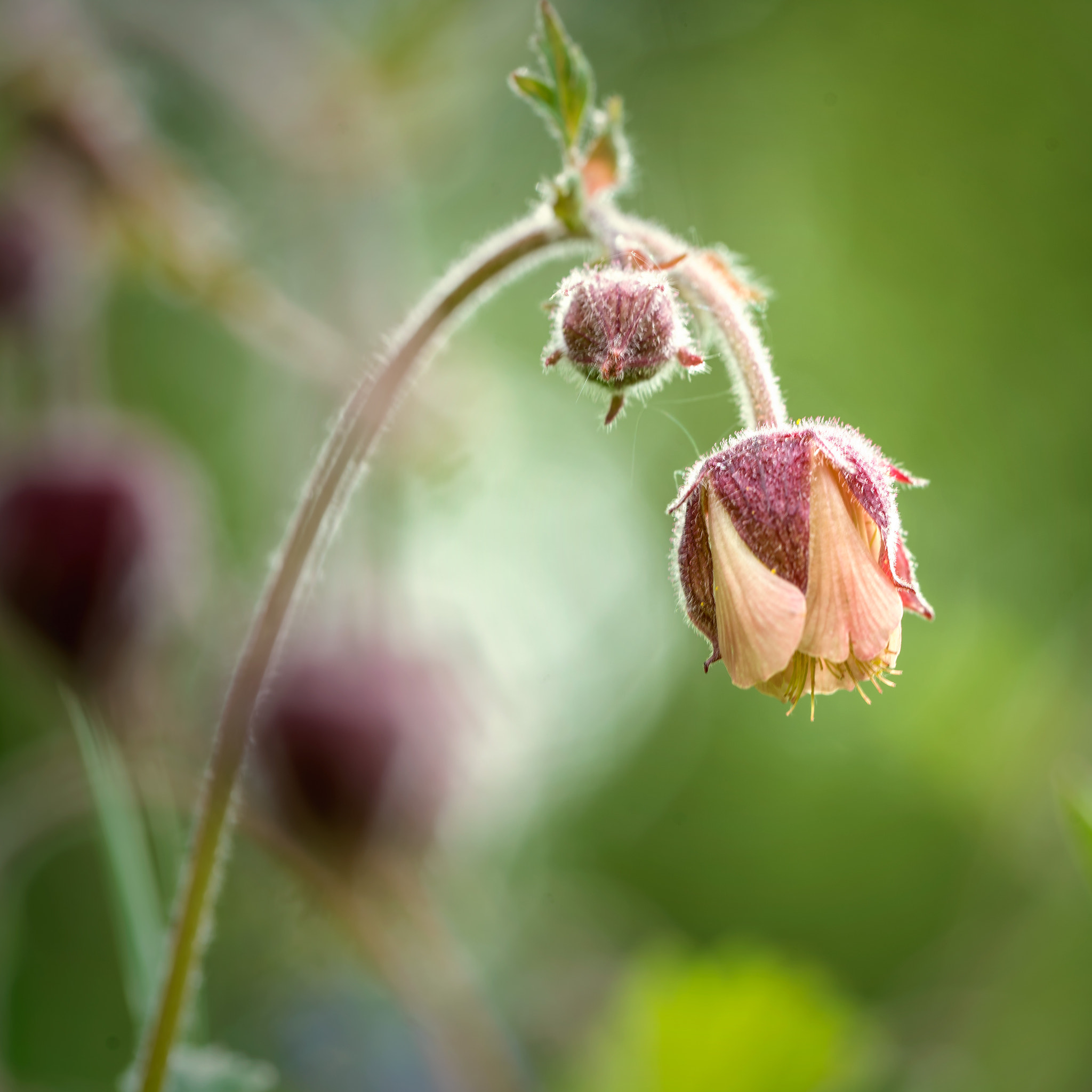 Sony a7R II + Canon EF 100mm F2.8L Macro IS USM sample photo. Water avens photography
