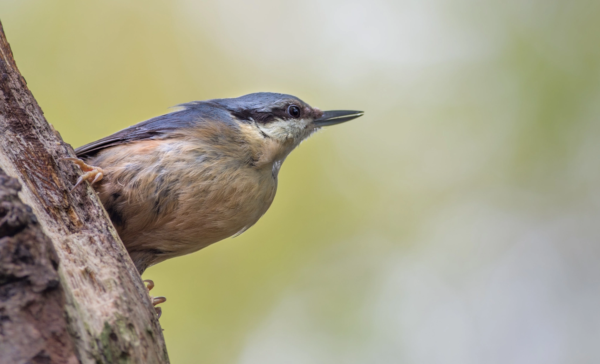 Pentax K-5 IIs sample photo. Kleiber/boomklever/nuthatch photography