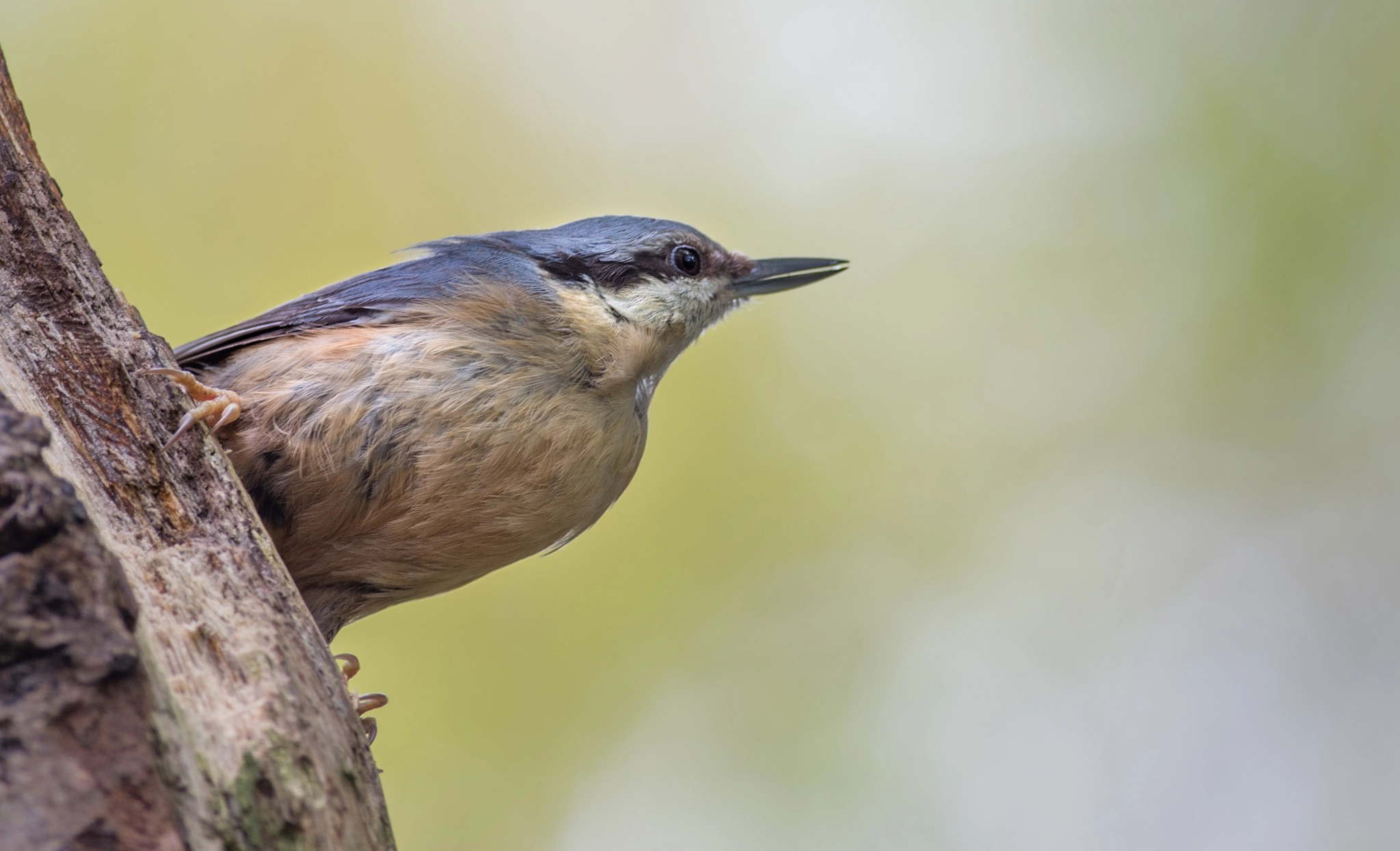Pentax smc DA* 300mm F4.0 ED (IF) SDM sample photo. Kleiber/boomklever/nuthatch photography