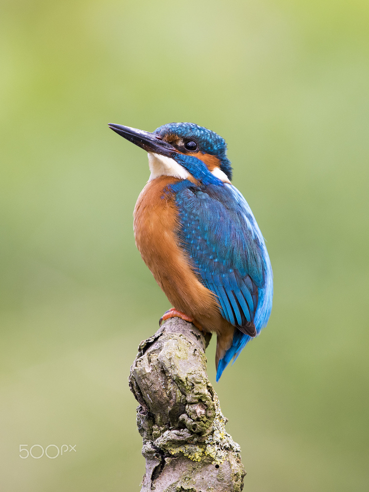 Nikon D810 + Sigma 500mm F4.5 EX DG HSM sample photo. Male common / eurasian kingfisher photography