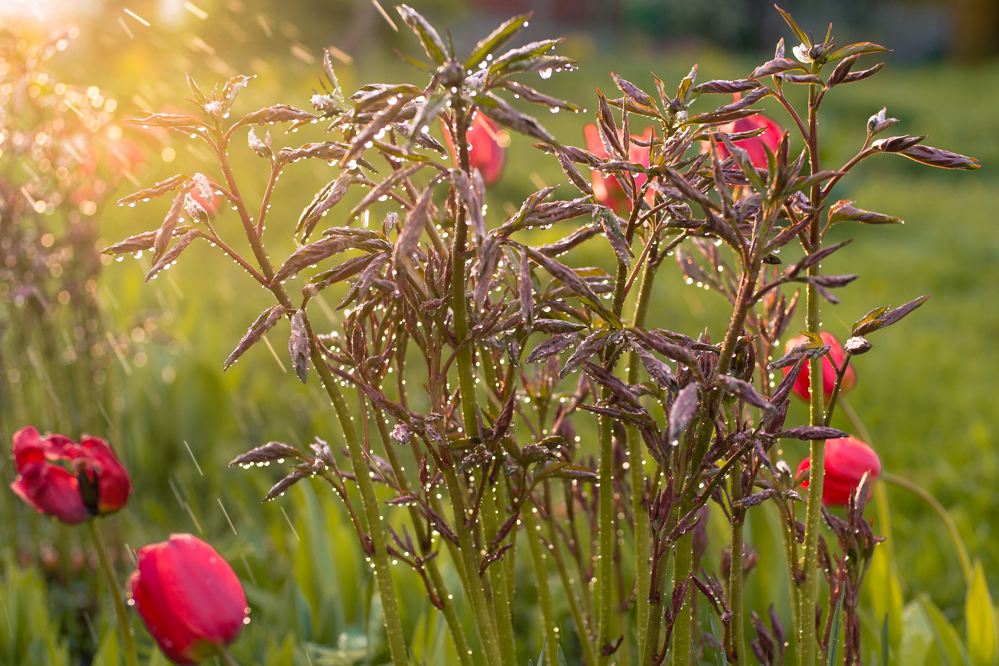 Sony Alpha DSLR-A850 + Sony Planar T* 50mm F1.4 ZA SSM sample photo. Stories of a country house photography