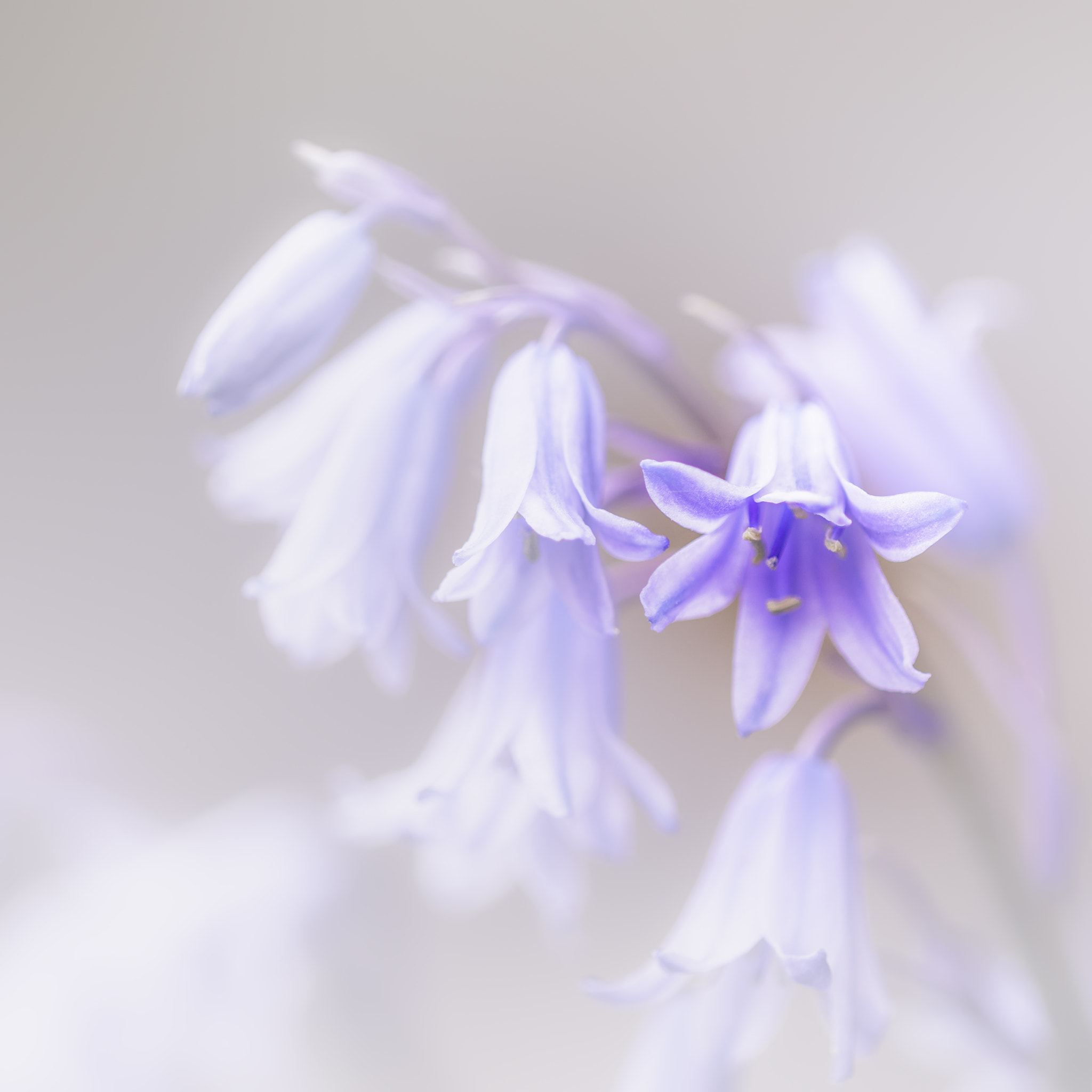 Nikon D810 + Nikon AF Micro-Nikkor 200mm F4D ED-IF sample photo. Bluebells photography