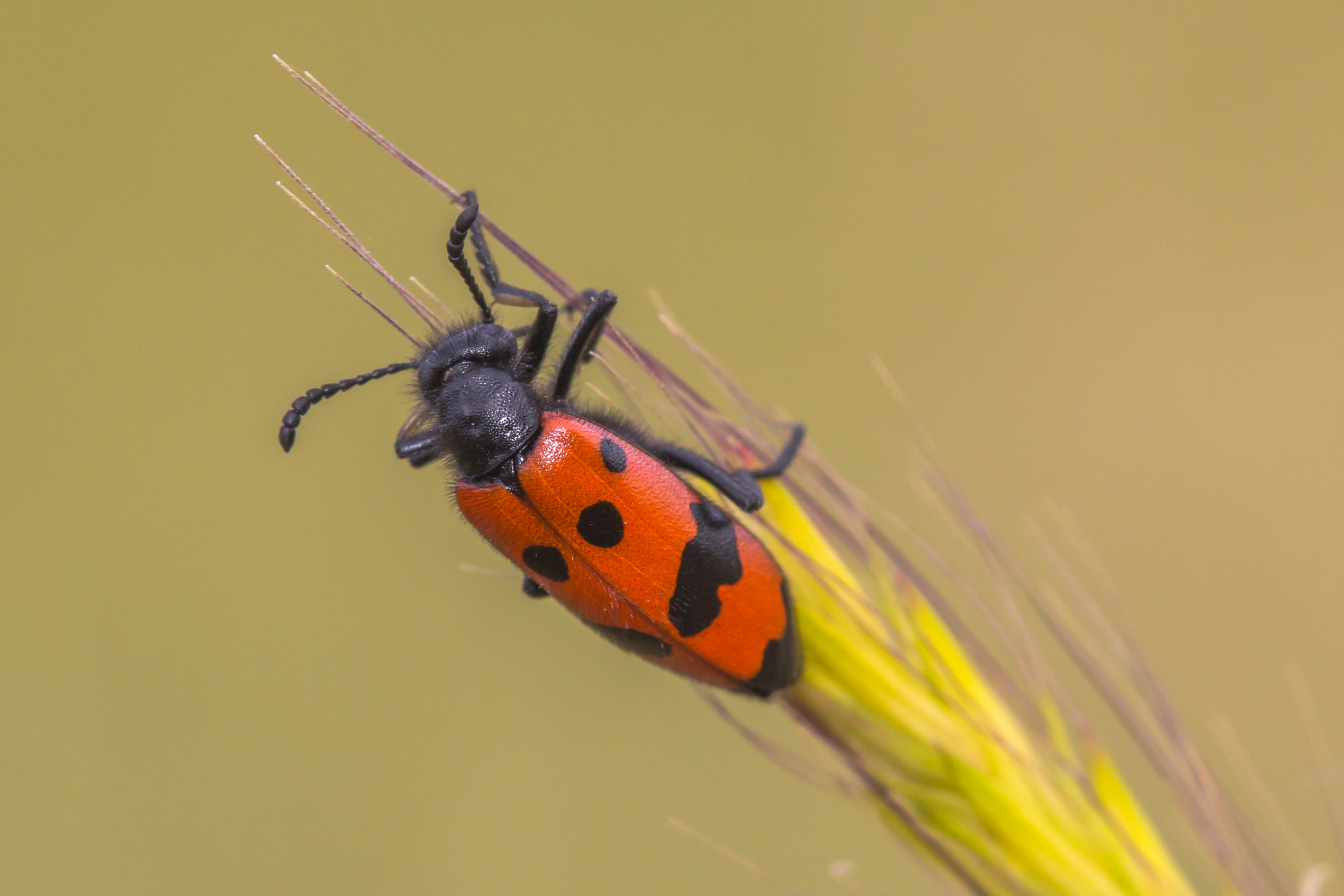 Tamron SP AF 180mm F3.5 Di LD (IF) Macro sample photo. Mylabris photography