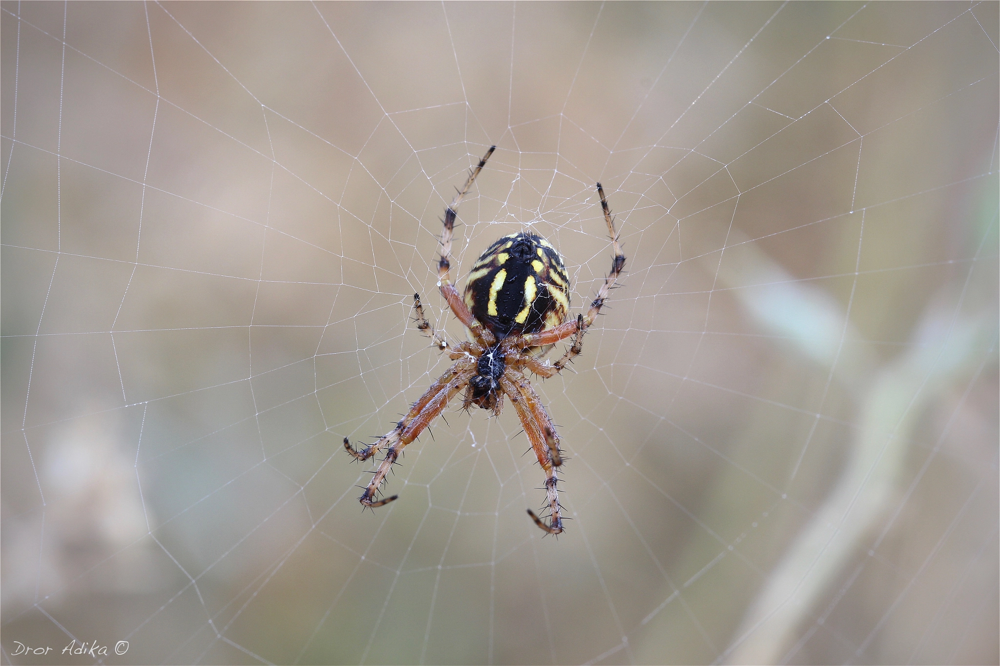 Canon EOS 700D (EOS Rebel T5i / EOS Kiss X7i) sample photo. Spider photography