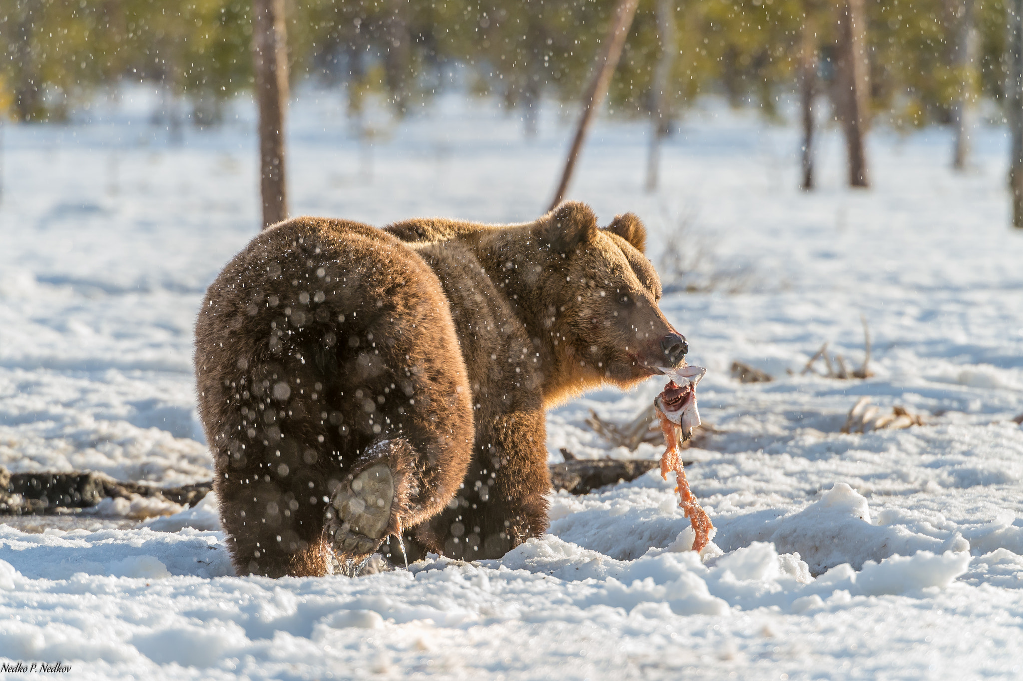Nikon AF-S Nikkor 200-400mm F4G ED-IF VR sample photo. Give me five boy! photography