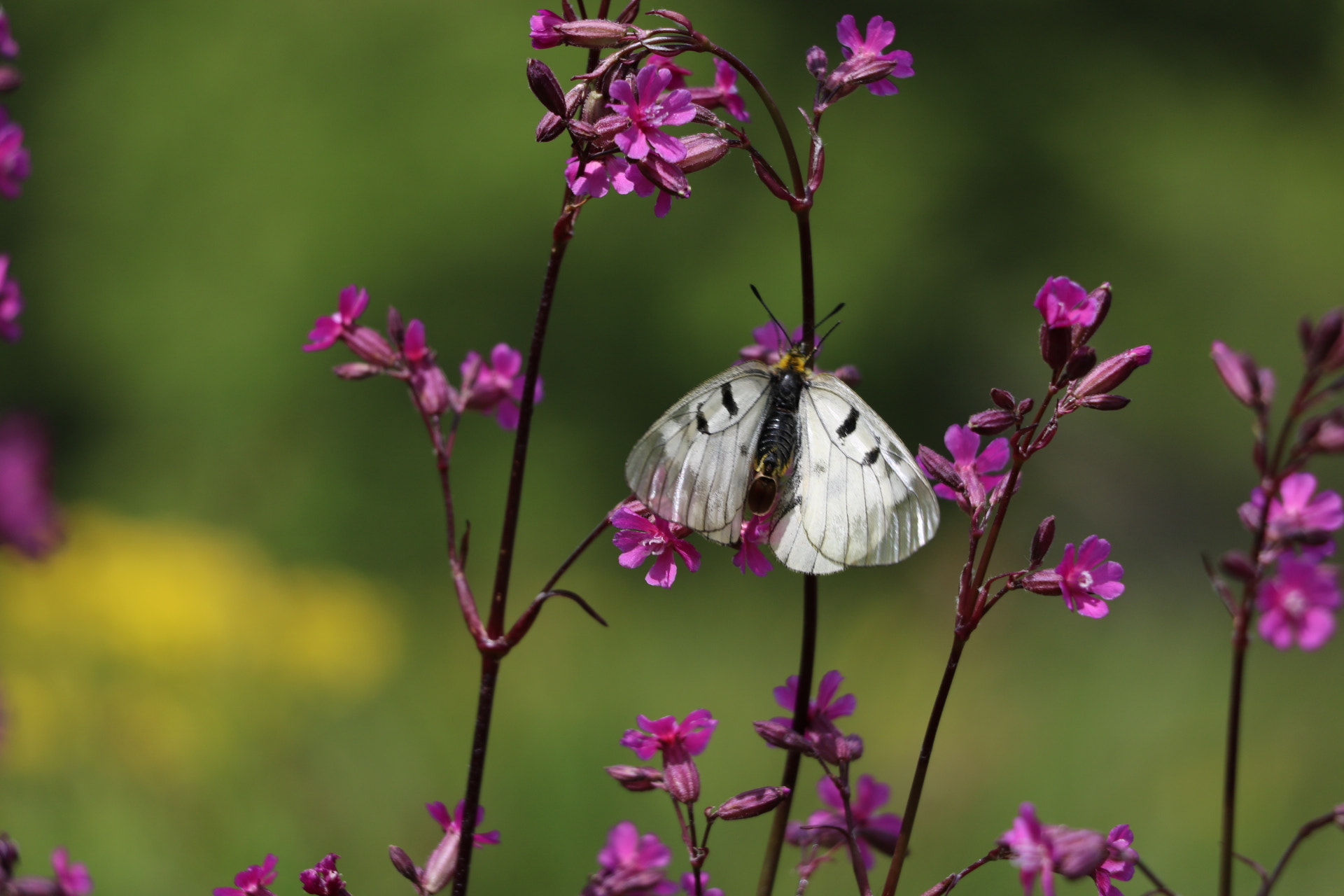 Canon EOS 750D (EOS Rebel T6i / EOS Kiss X8i) sample photo. Butterfly  photography