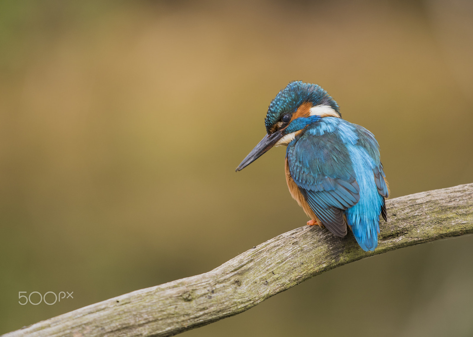 Sigma 500mm F4.5 EX DG HSM sample photo. Male common / eurasian kingfisher photography