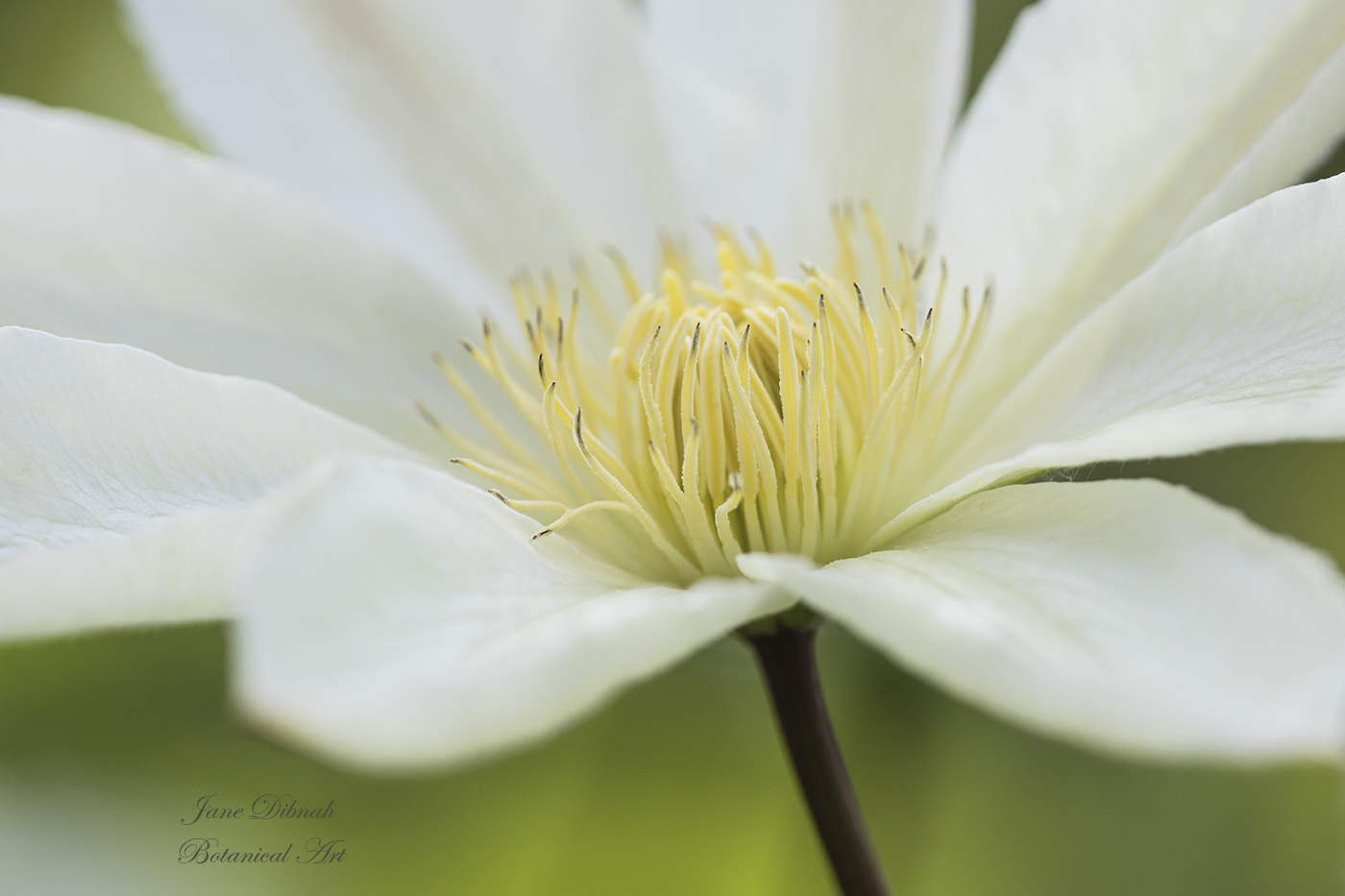 Canon EF 180mm F3.5L Macro USM sample photo. Clematis photography