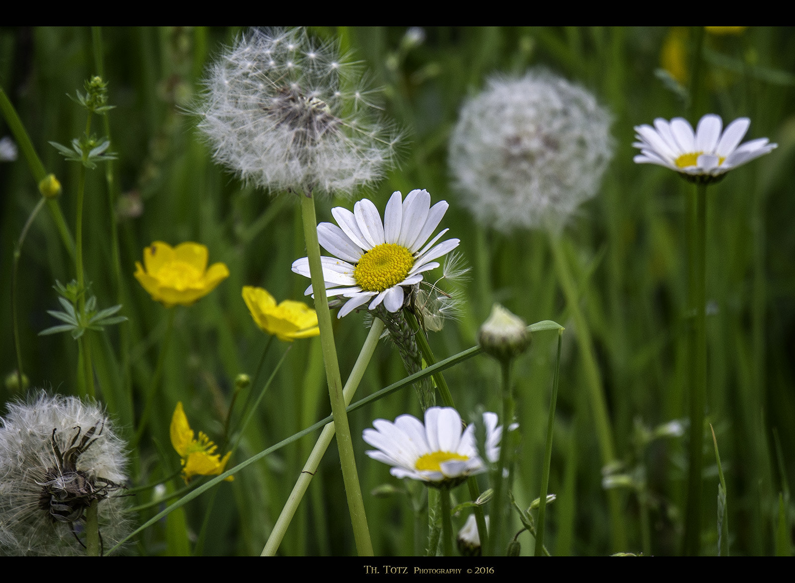 Olympus OM-D E-M5 + LUMIX G VARIO 45-150/F4.0-5.6 sample photo. Flower meadow photography