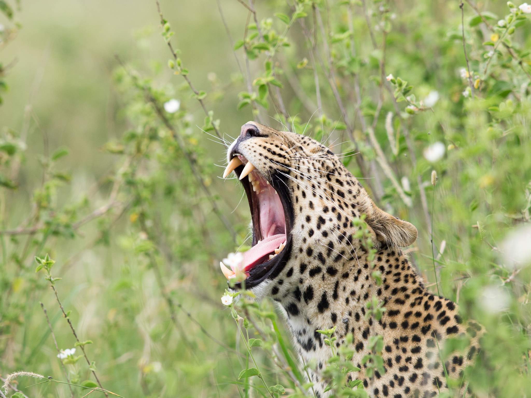 Olympus E-5 + OLYMPUS 300mm Lens sample photo. Yawning photography