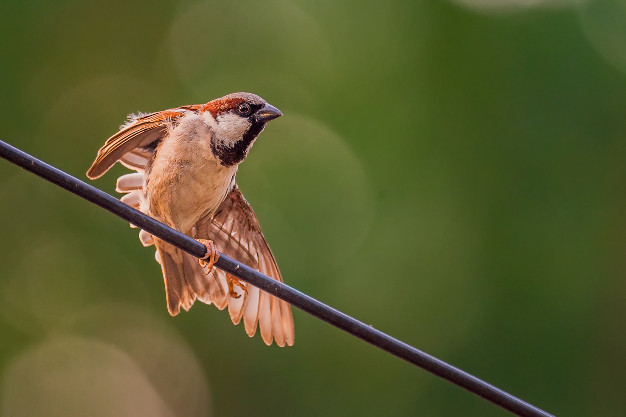 Nikon AF-S Nikkor 800mm F5.6E FL ED VR sample photo. পত চডই  house sparrow passer domesticus male photography